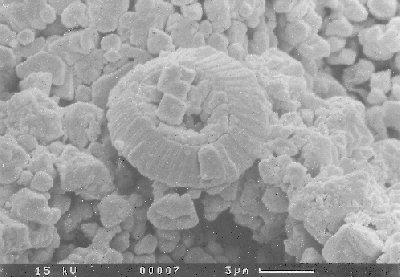 Calcareous nannoplankton (coccolith) in chalky limestone